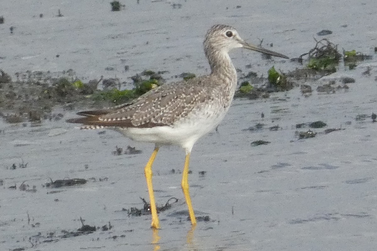 Greater Yellowlegs - ML641150168