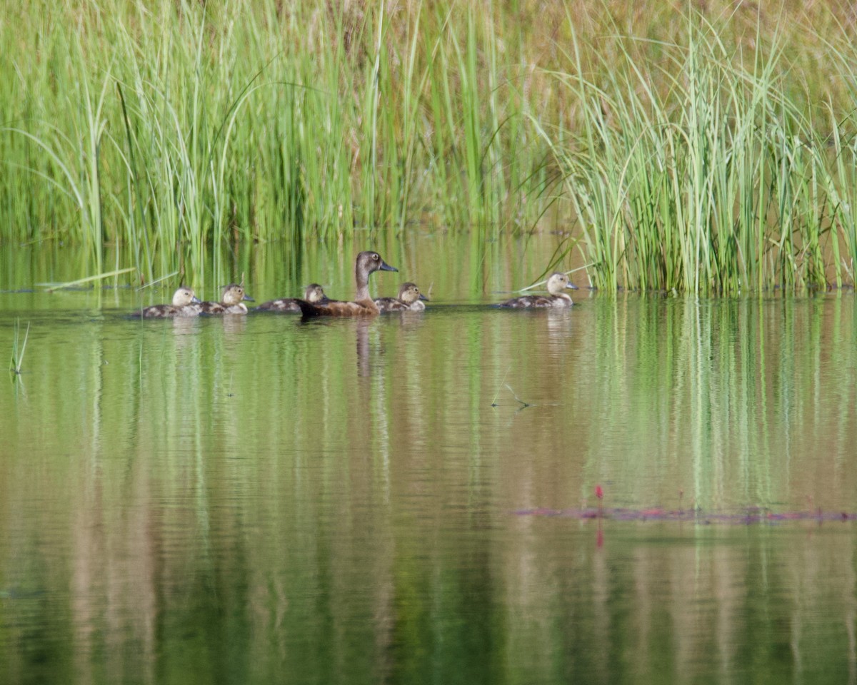 Wood Duck - ML641150173