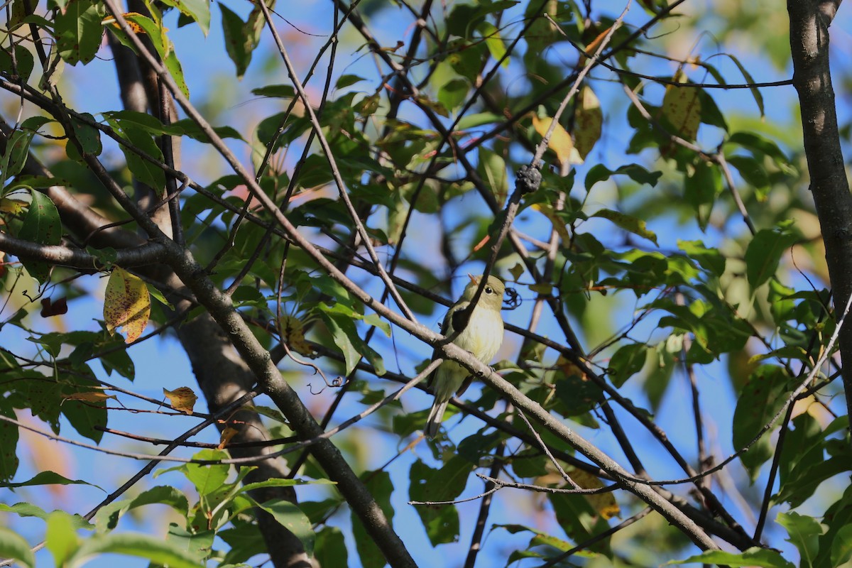 Yellow-bellied Flycatcher - ML641150189