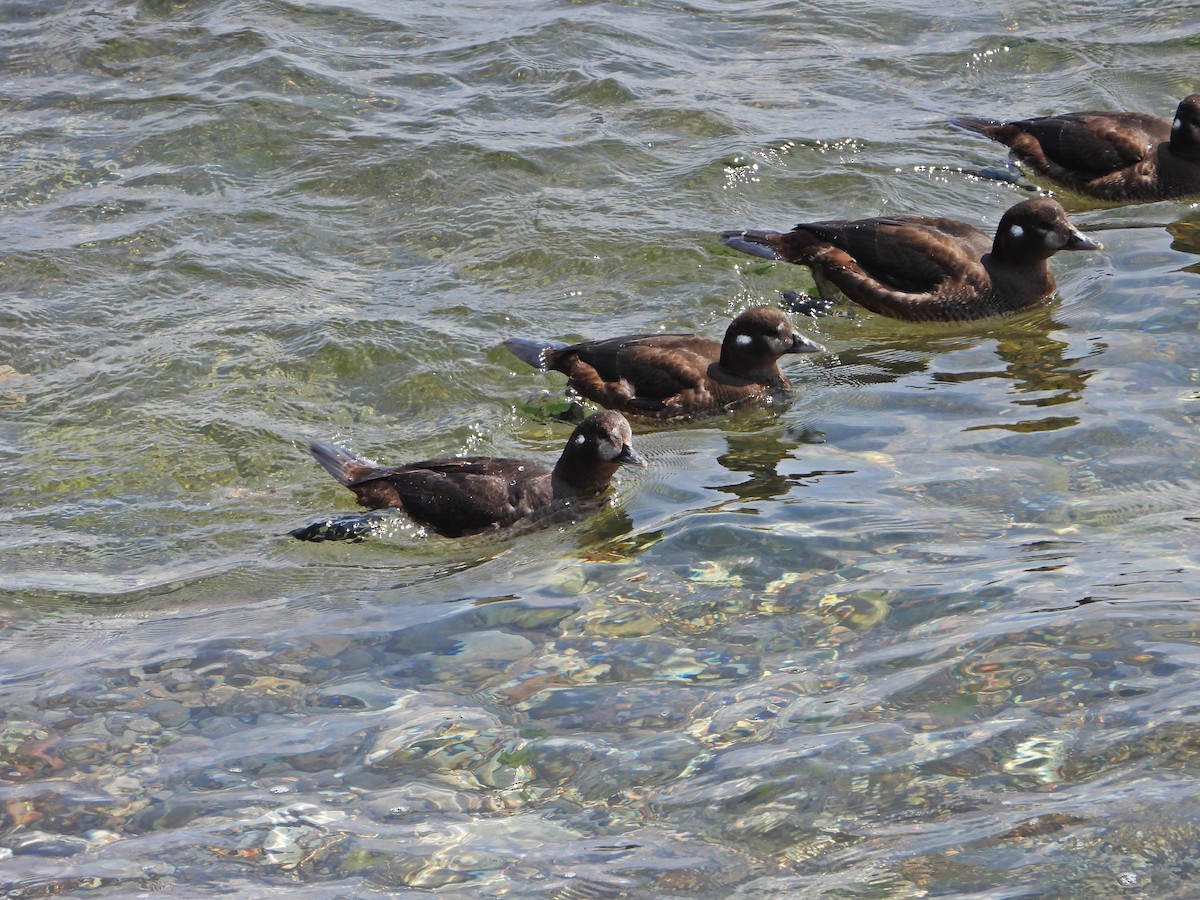 Harlequin Duck - ML641150191