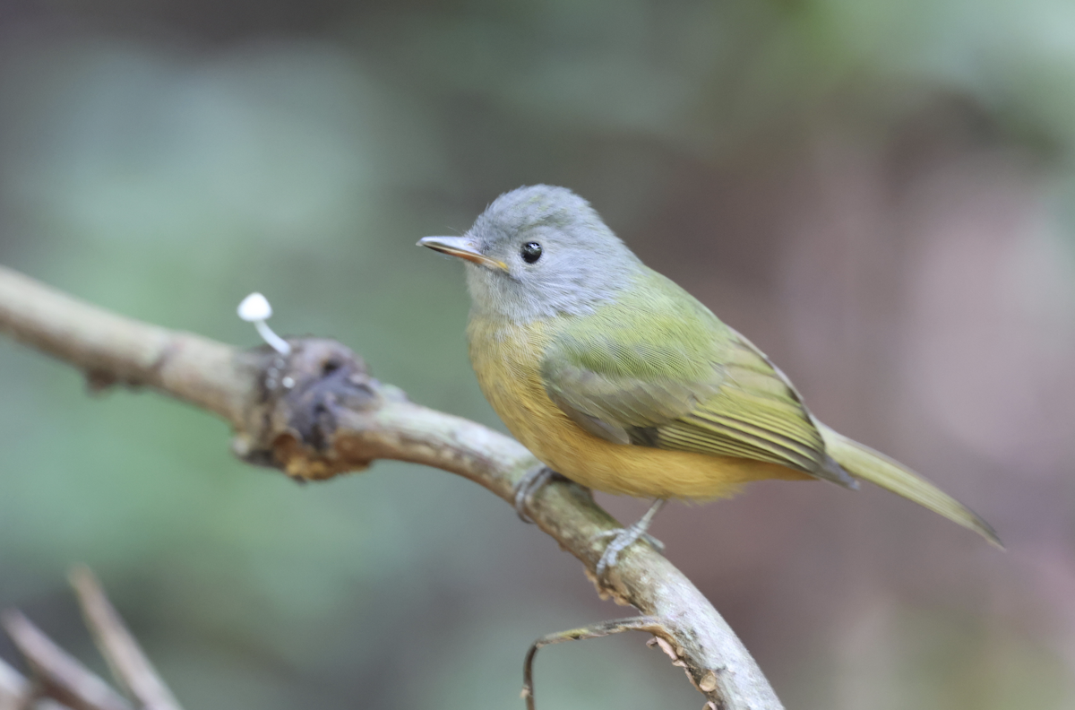 Gray-hooded Flycatcher - ML641150211