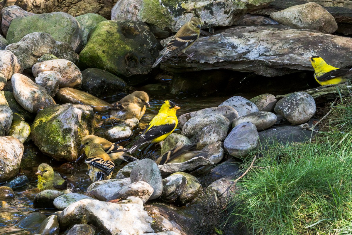 American Goldfinch - ML641150214