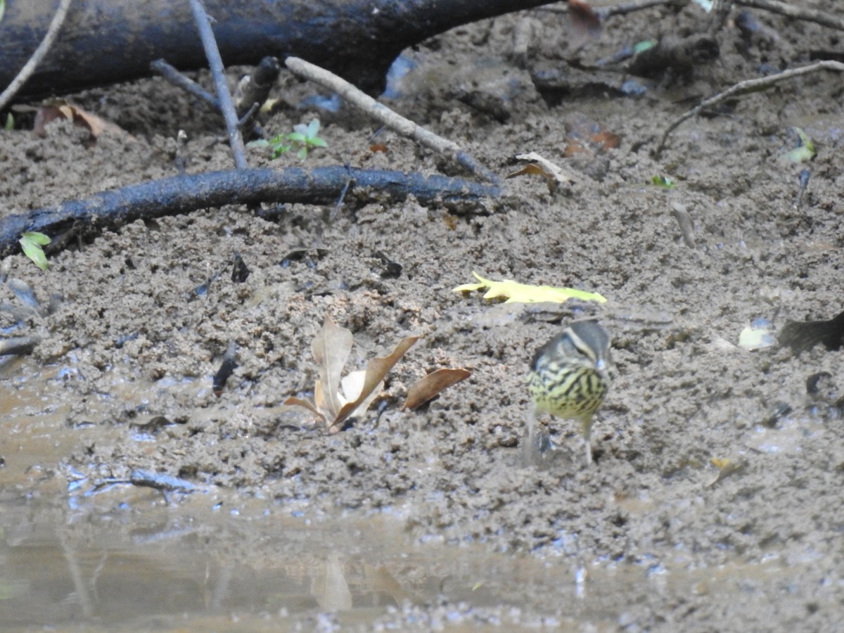 Northern Waterthrush - ML641150220
