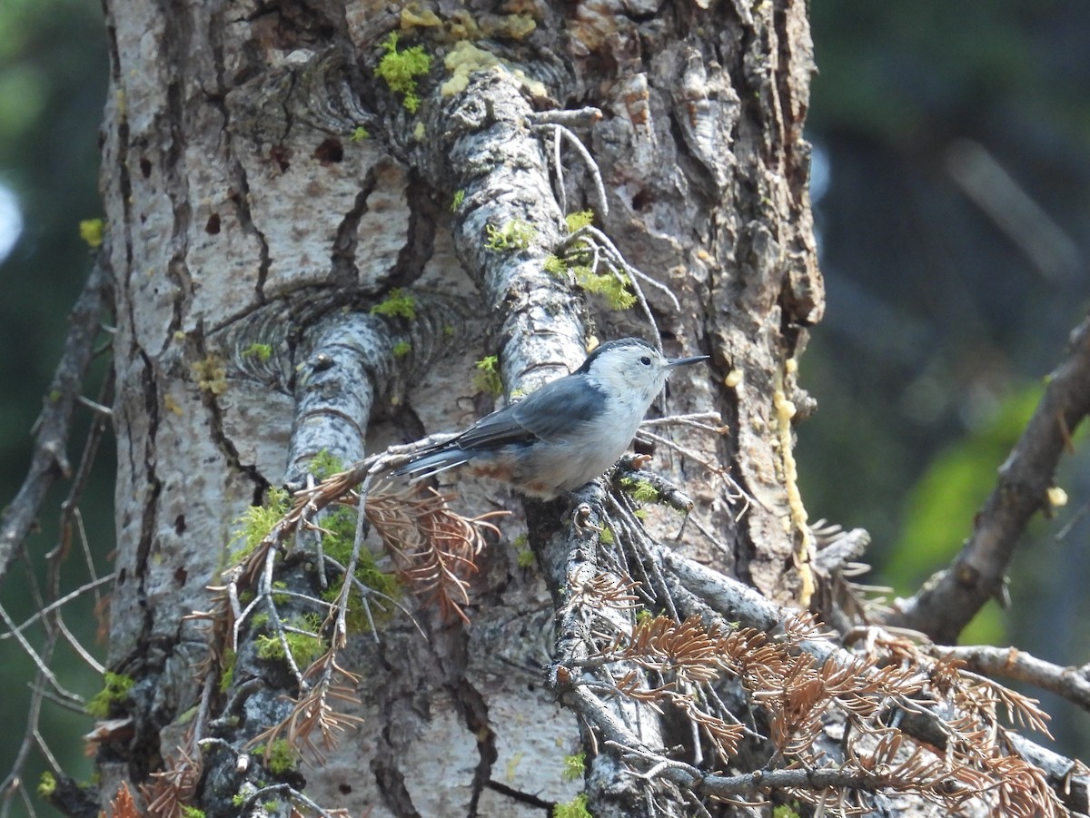 White-breasted Nuthatch - ML641150222