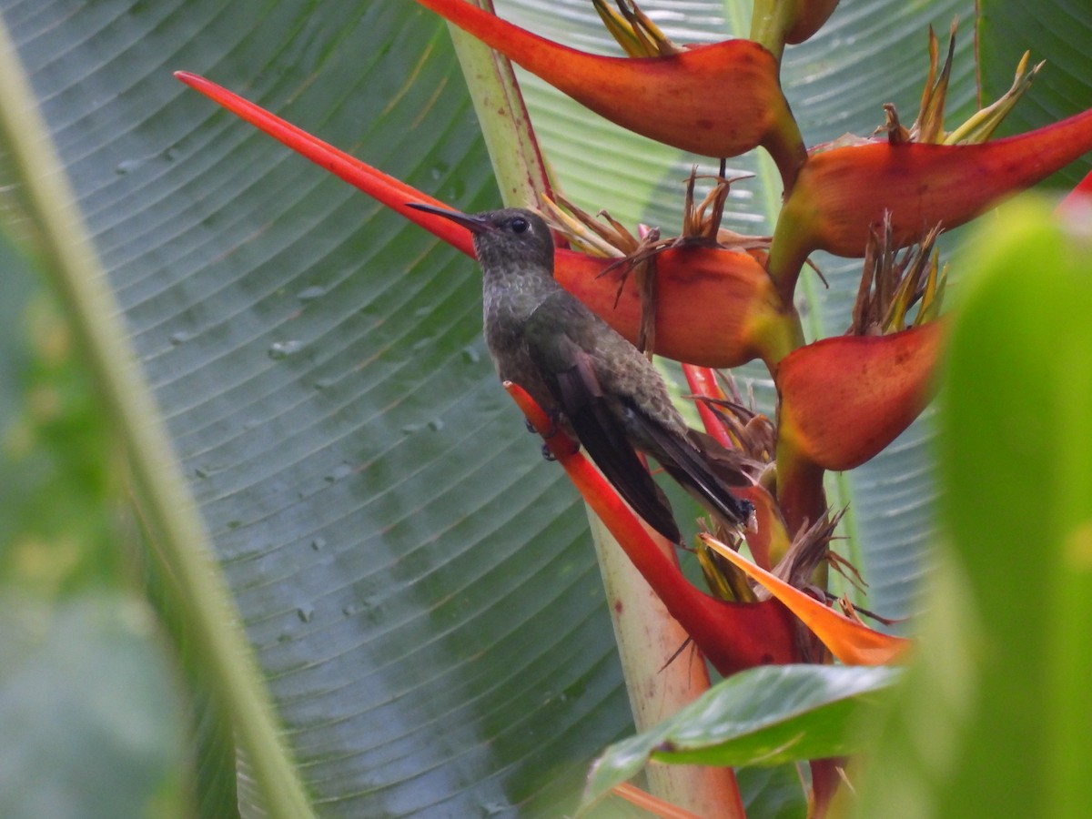 Scaly-breasted Hummingbird - ML641150226