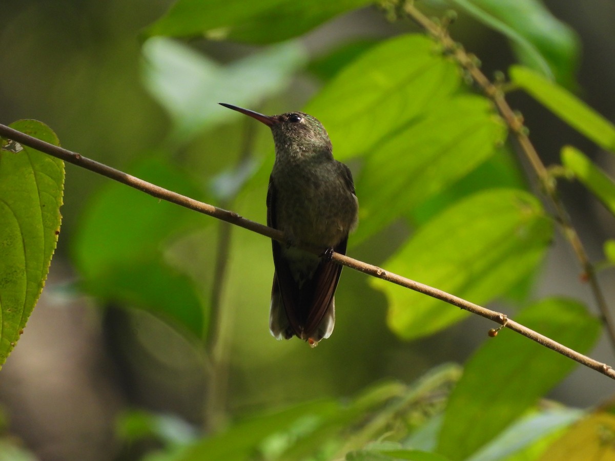 Scaly-breasted Hummingbird - ML641150230