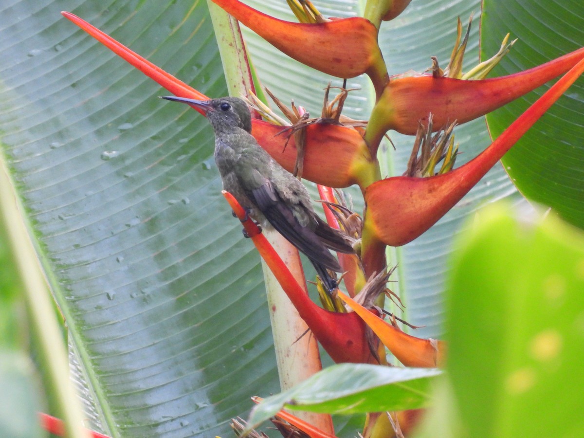 Scaly-breasted Hummingbird - ML641150231