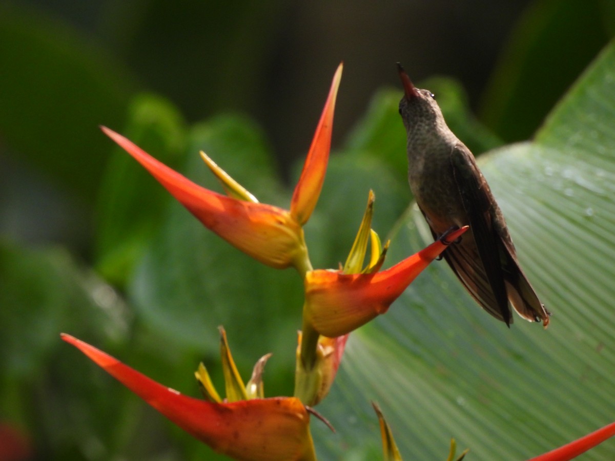 Scaly-breasted Hummingbird - ML641150233