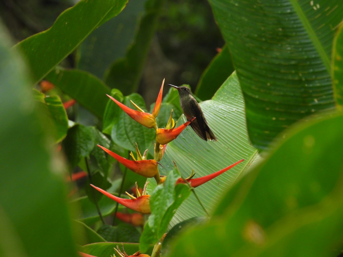 Scaly-breasted Hummingbird - ML641150234