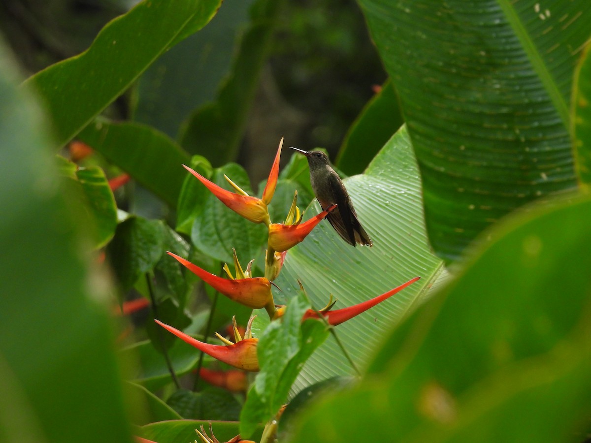 Scaly-breasted Hummingbird - ML641150236