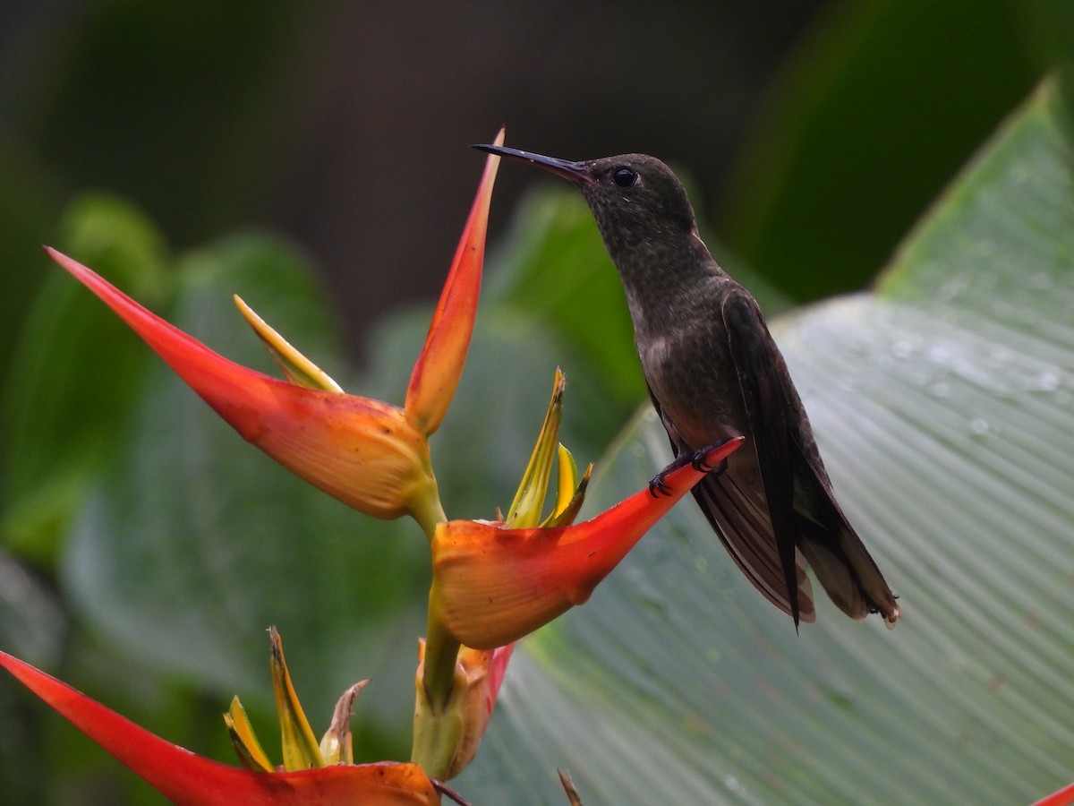 Scaly-breasted Hummingbird - ML641150237
