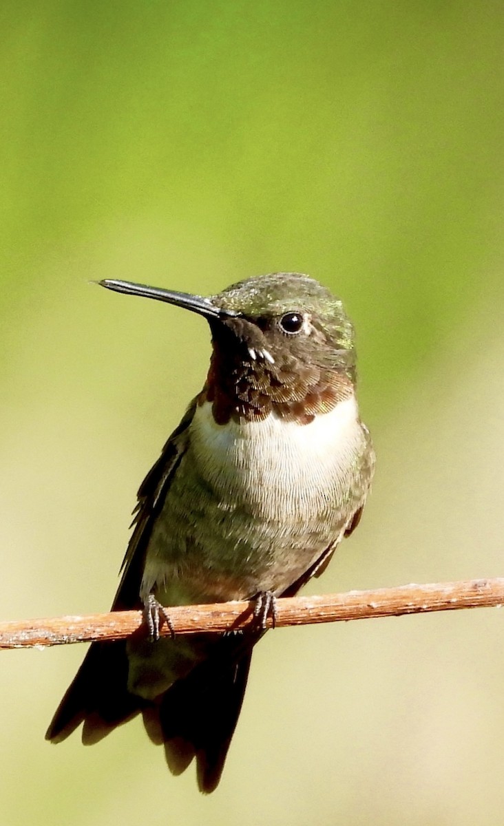 Ruby-throated Hummingbird - ML641150242