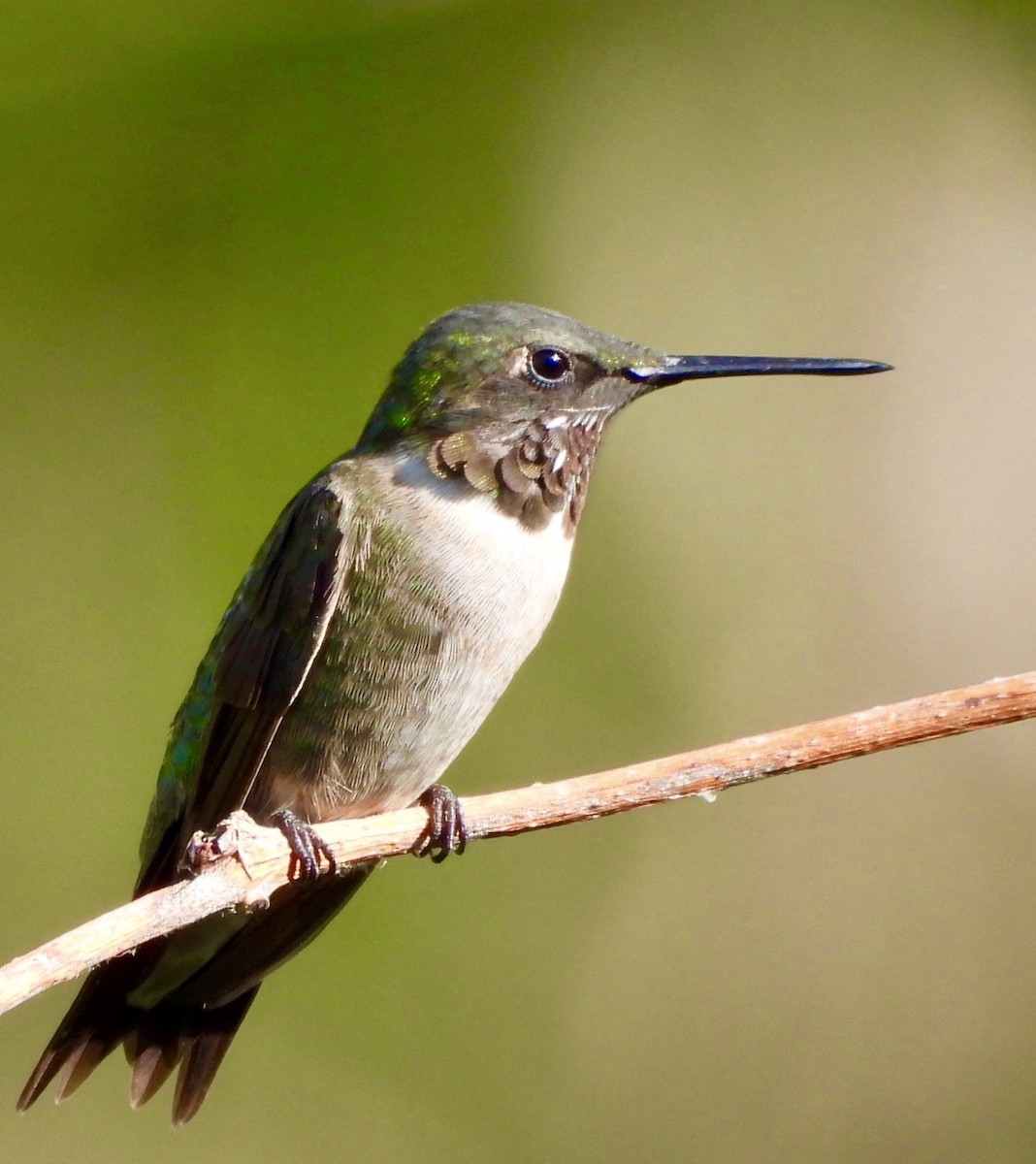 Ruby-throated Hummingbird - ML641150243