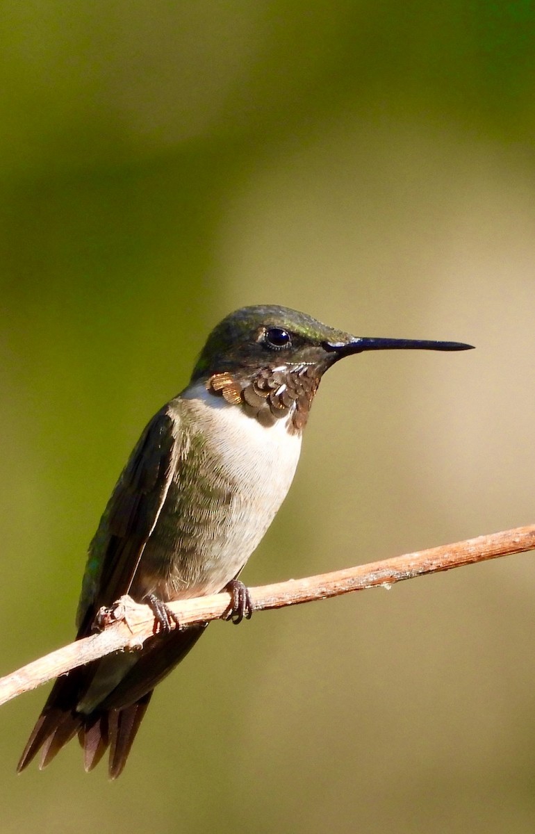 Ruby-throated Hummingbird - ML641150244