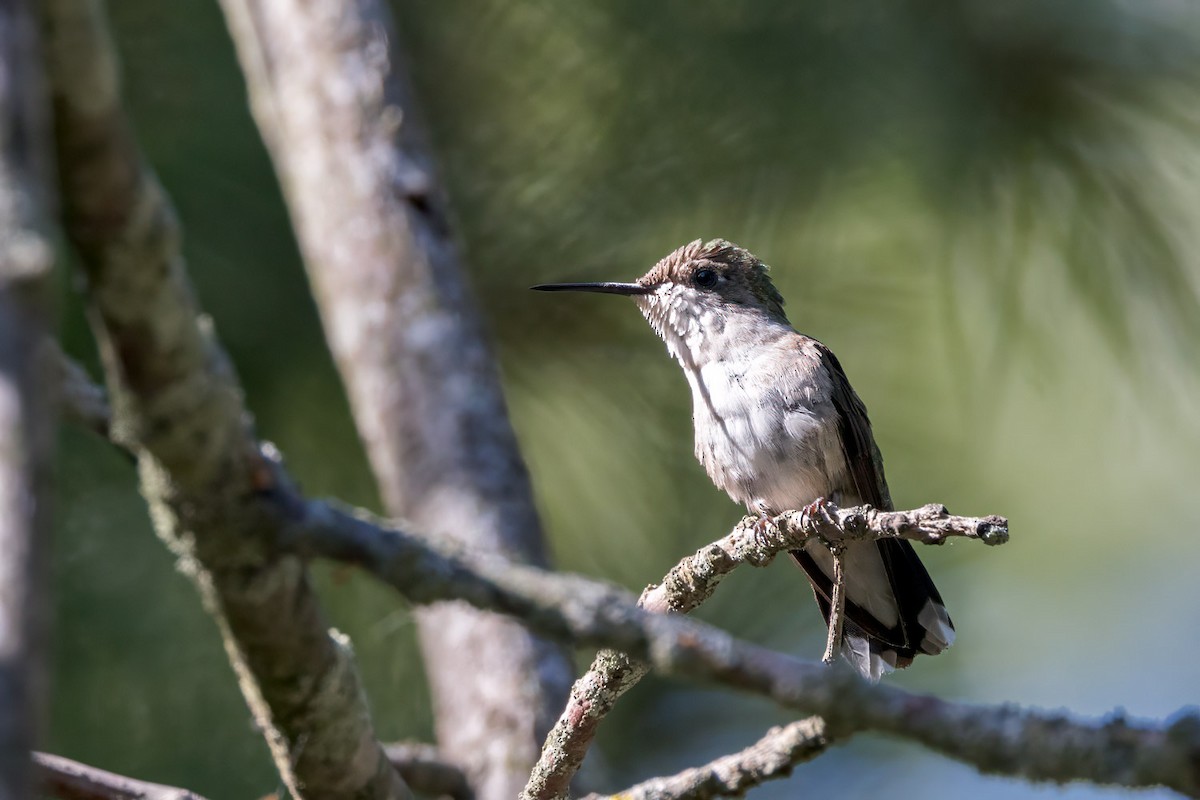 Ruby-throated Hummingbird - ML641150246