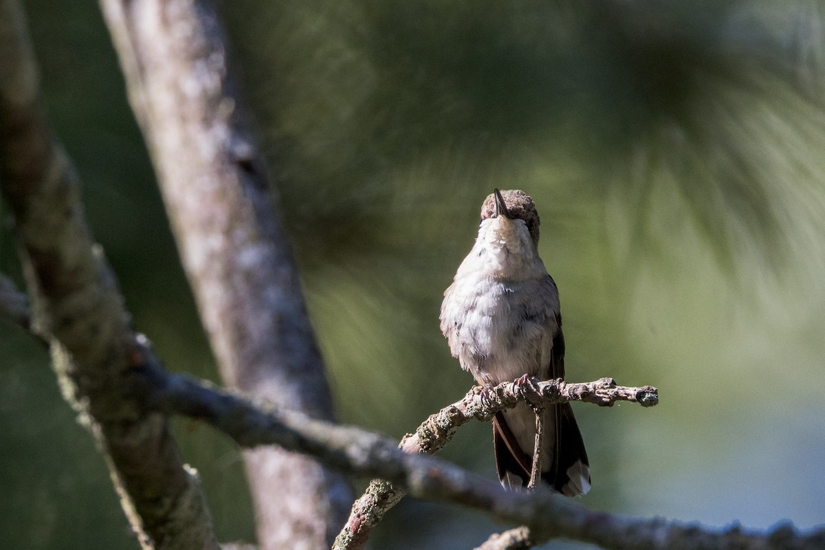 Ruby-throated Hummingbird - ML641150247