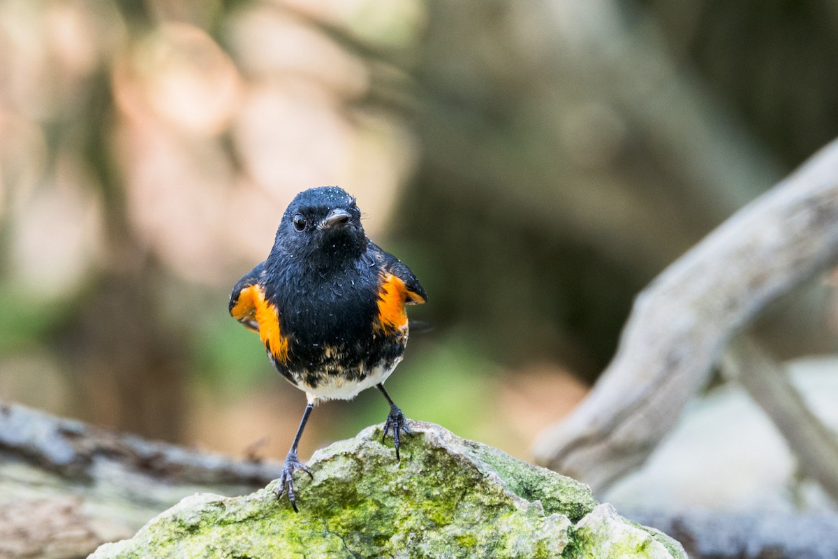 American Redstart - ML641150250