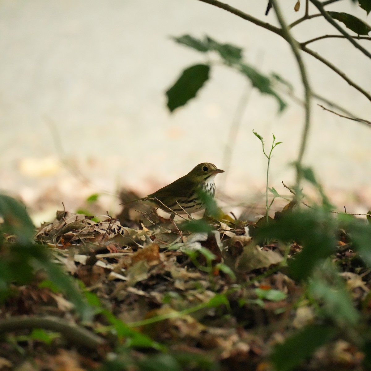 Ovenbird - ML641150252