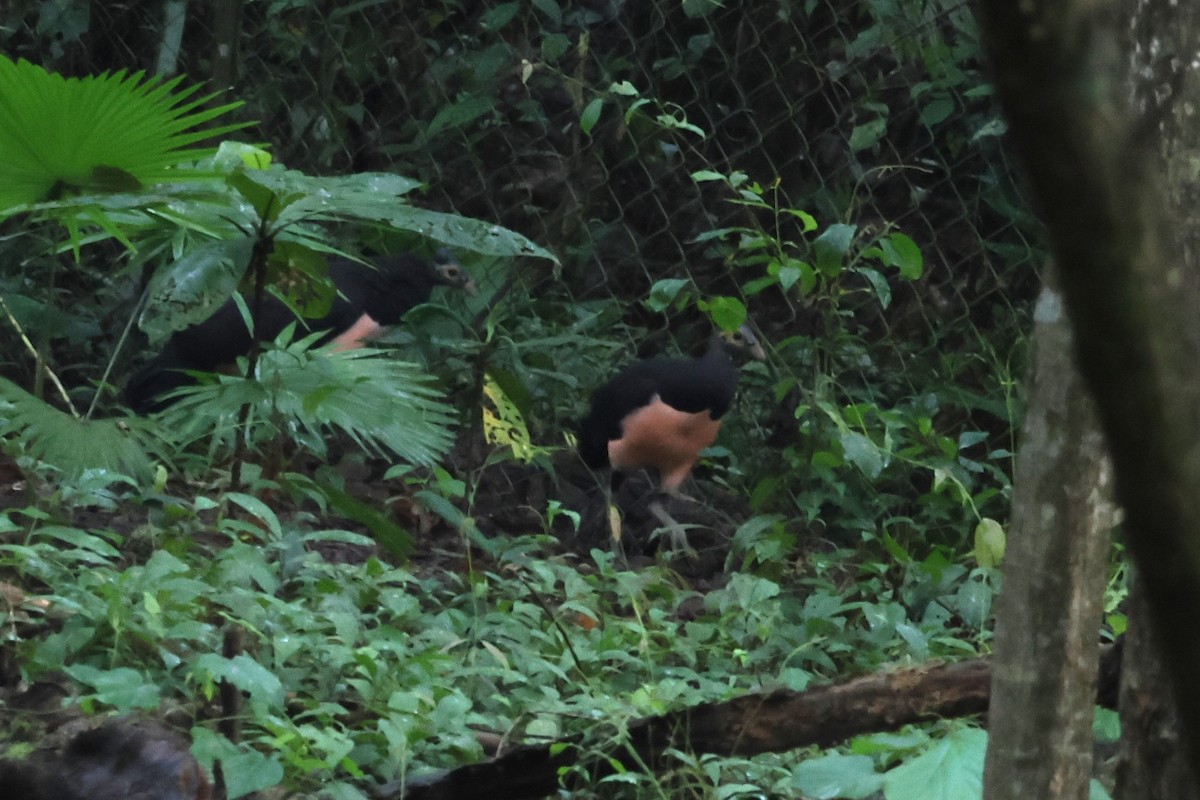 Maleo - ML641150265