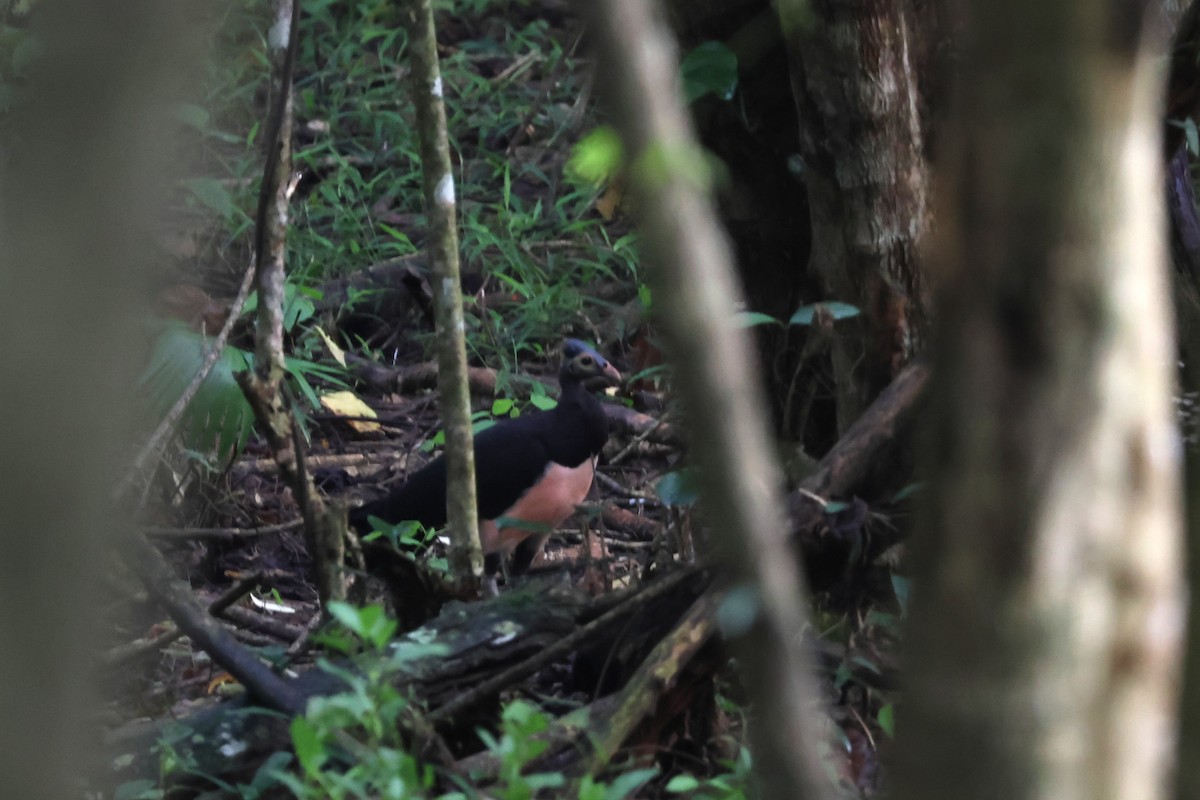 Maleo - ML641150268