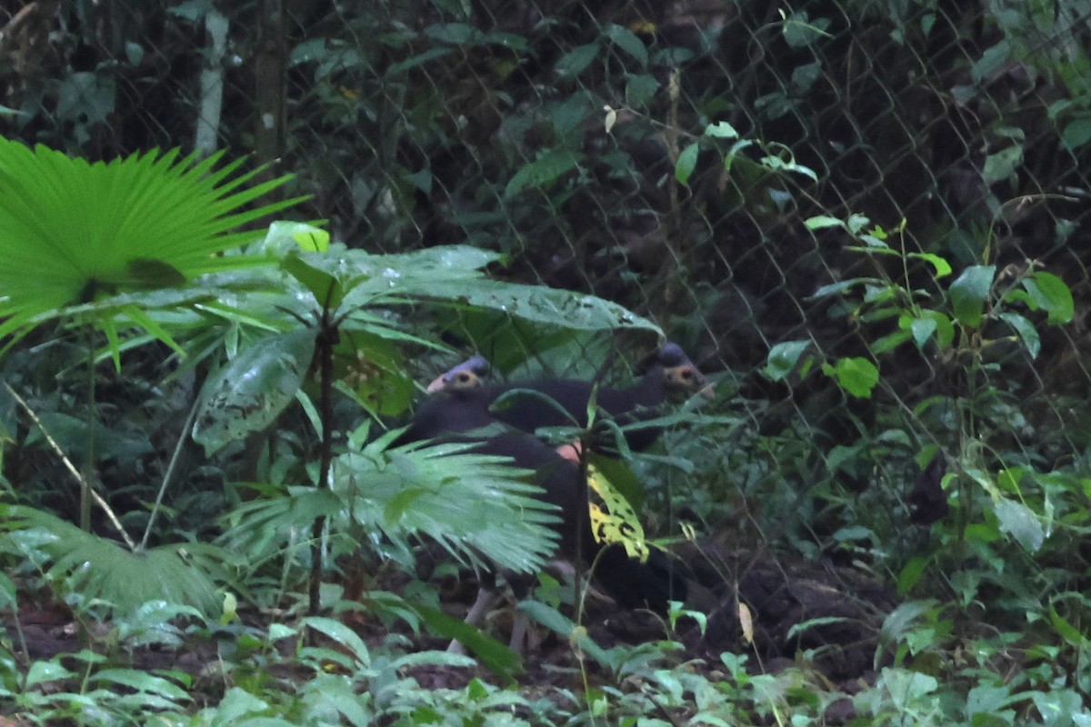 Maleo - ML641150269