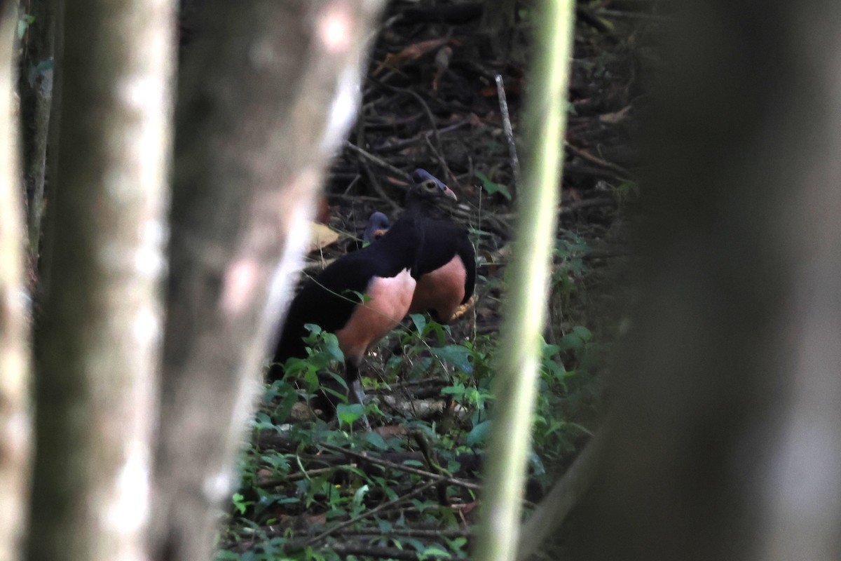Maleo - ML641150270