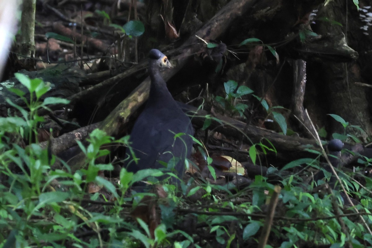 Maleo - ML641150272