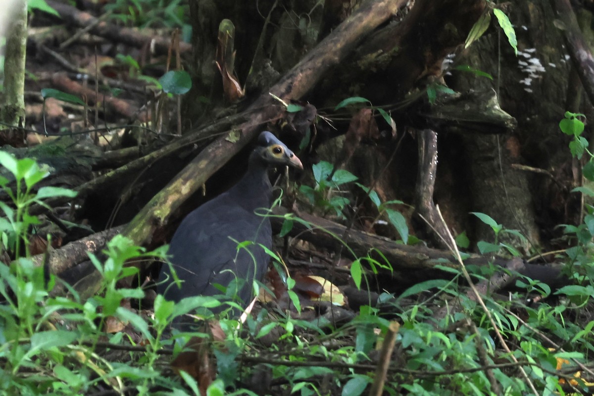 Maleo - ML641150274