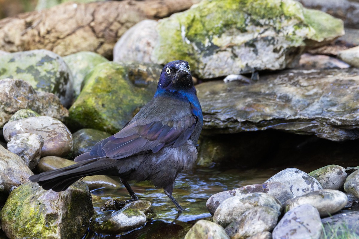 Common Grackle - ML641150282