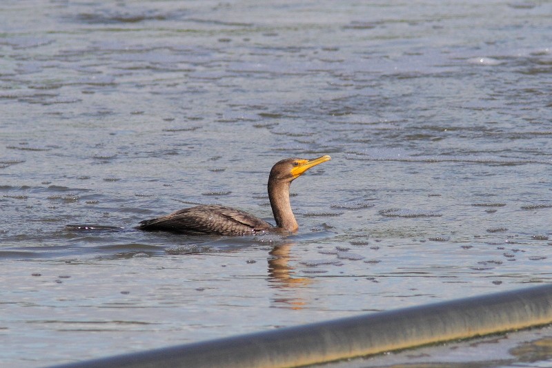 Double-crested Cormorant - ML641150283