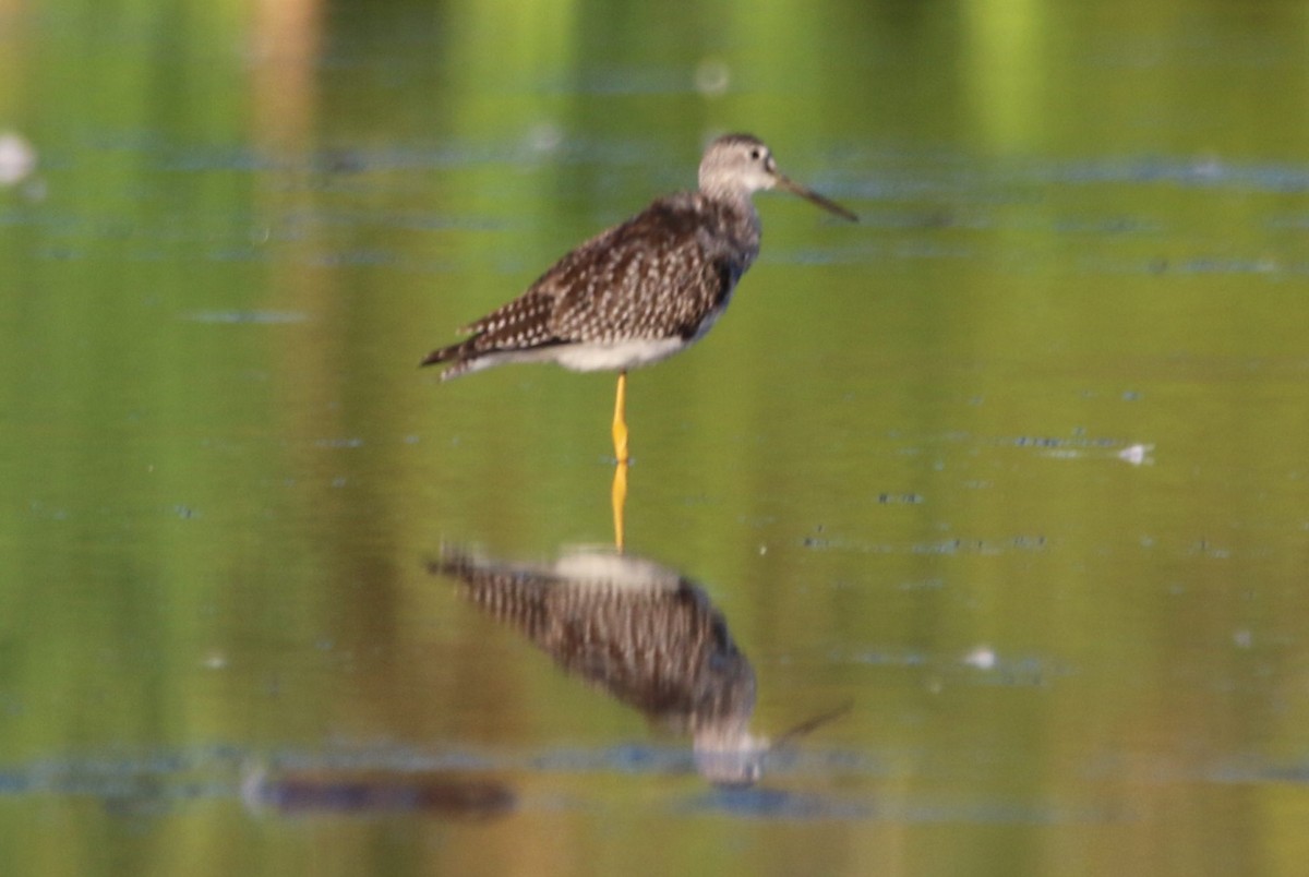 Greater Yellowlegs - ML641150335