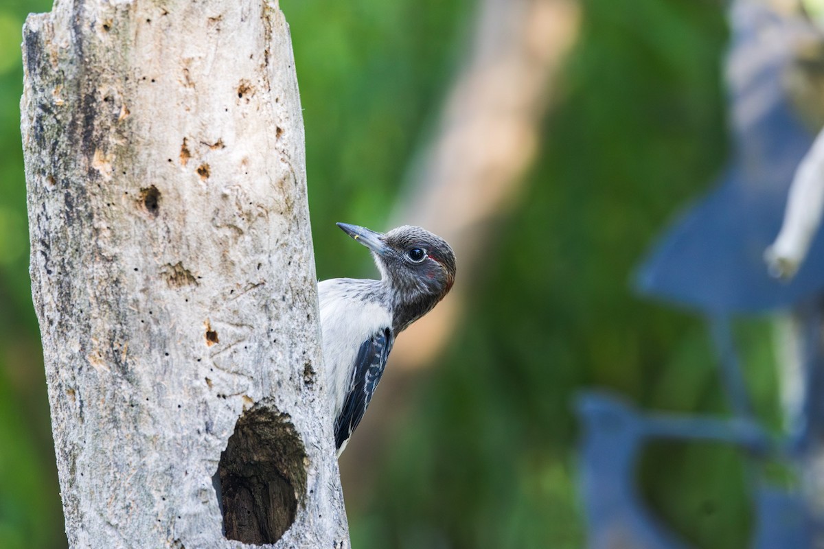 Red-headed Woodpecker - ML641150372