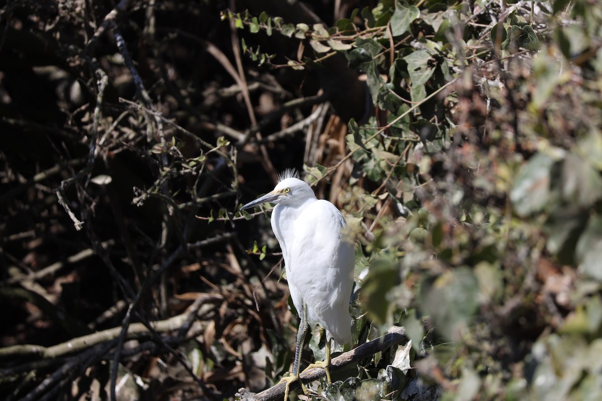 Snowy Egret - ML641150378
