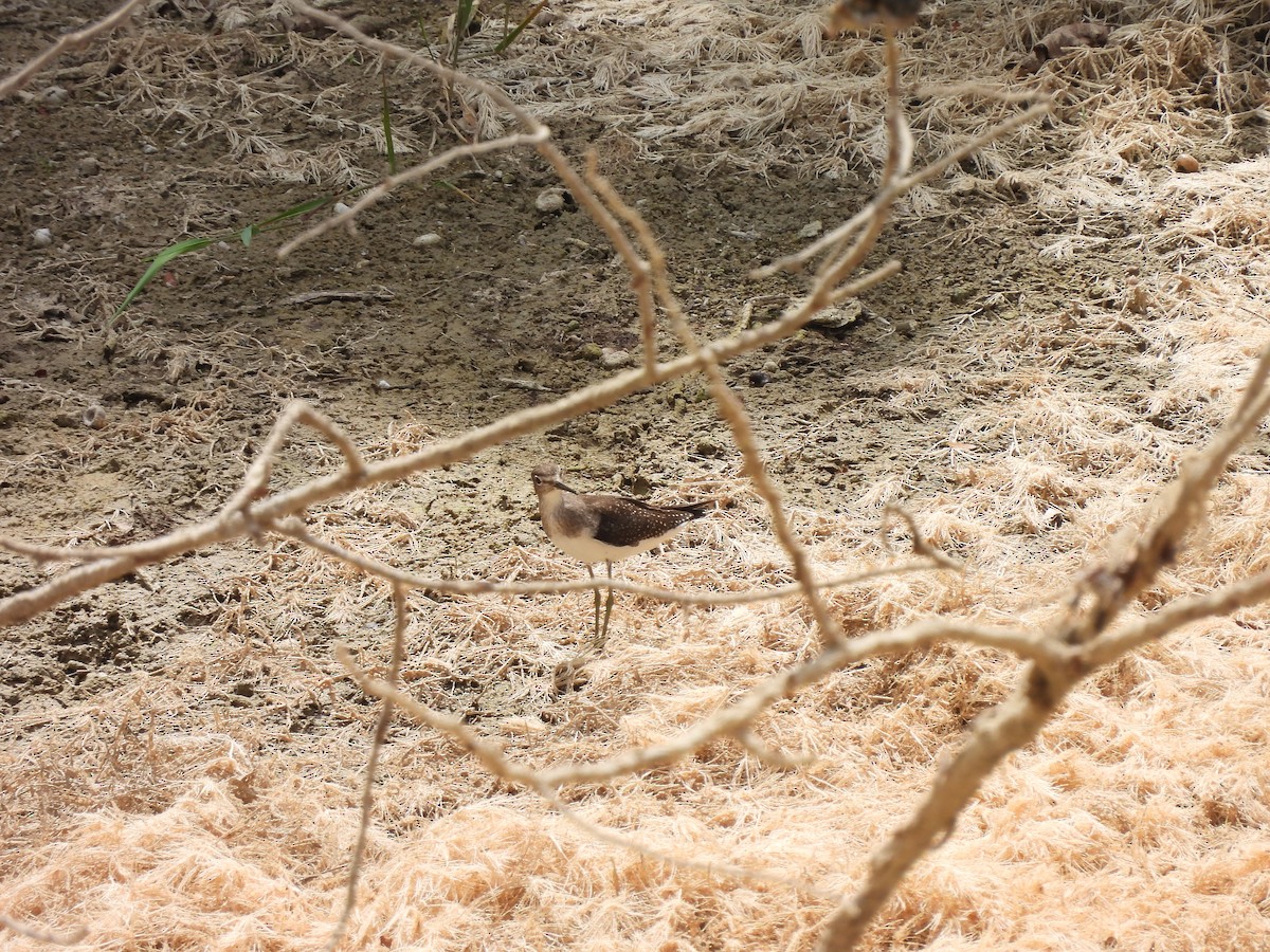 Solitary Sandpiper - ML641150390