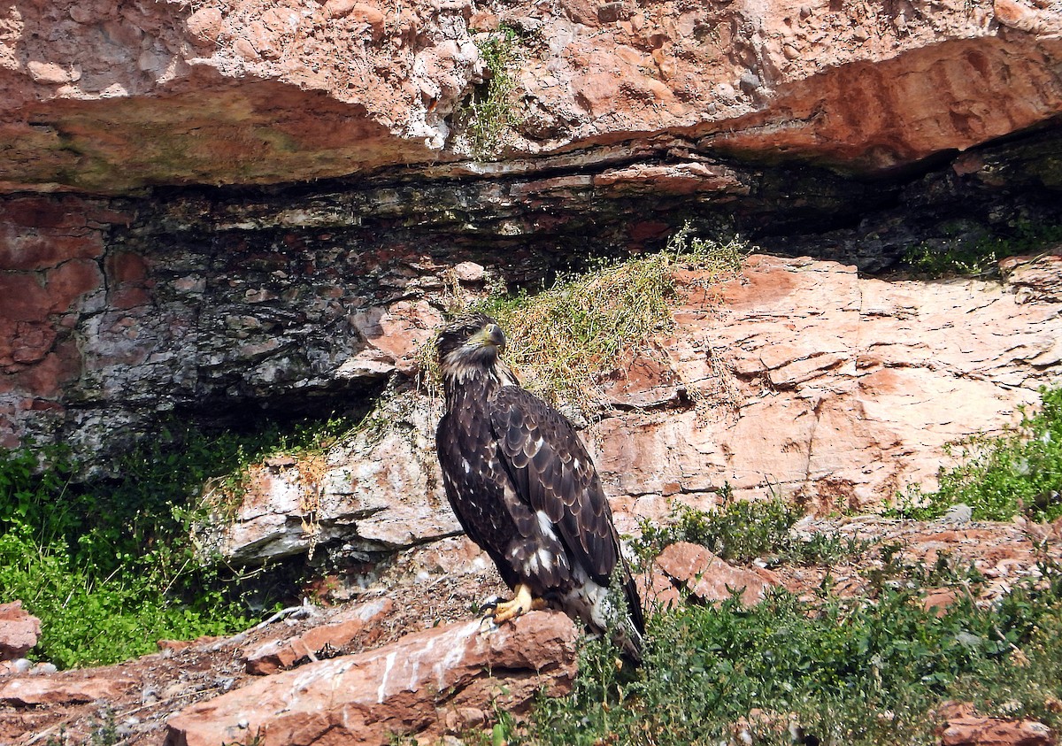 Bald Eagle - ML641150391