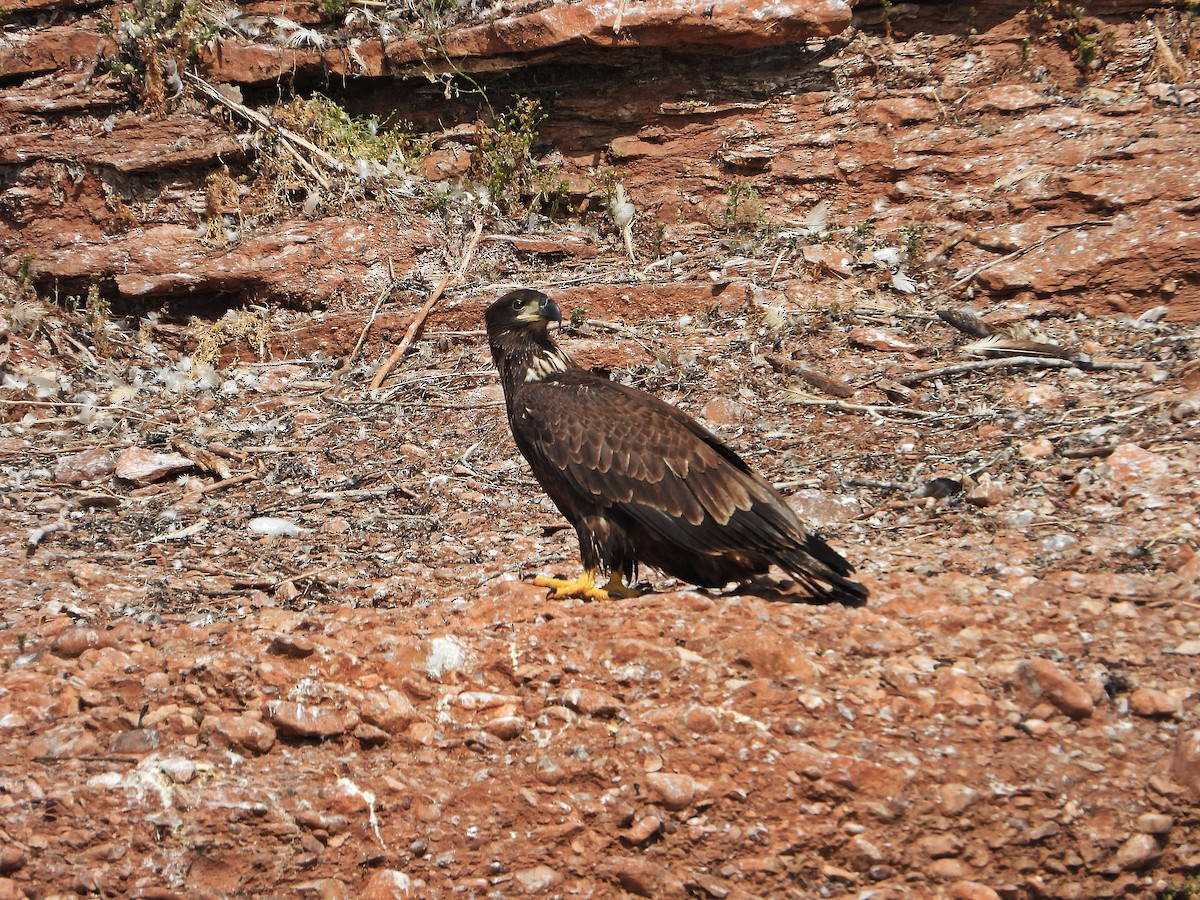 Bald Eagle - ML641150392