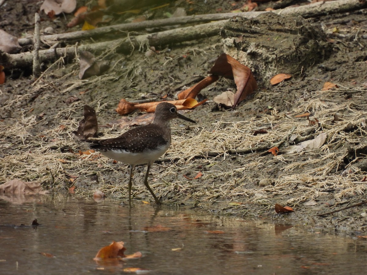 Solitary Sandpiper - ML641150393