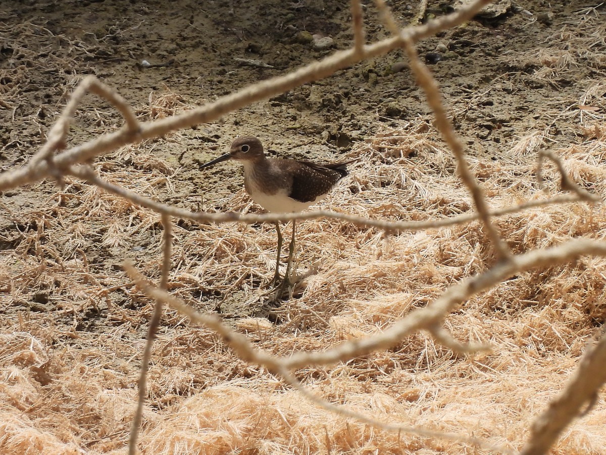 Solitary Sandpiper - ML641150394