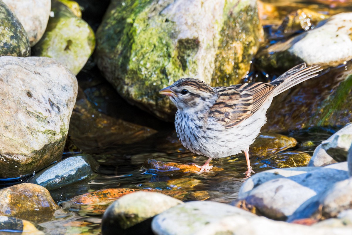 Chipping Sparrow - ML641150399