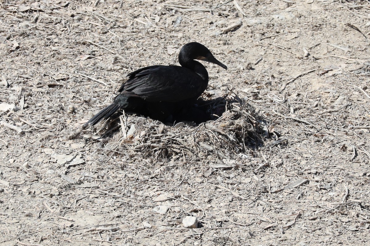 Brandt's Cormorant - ML641150406