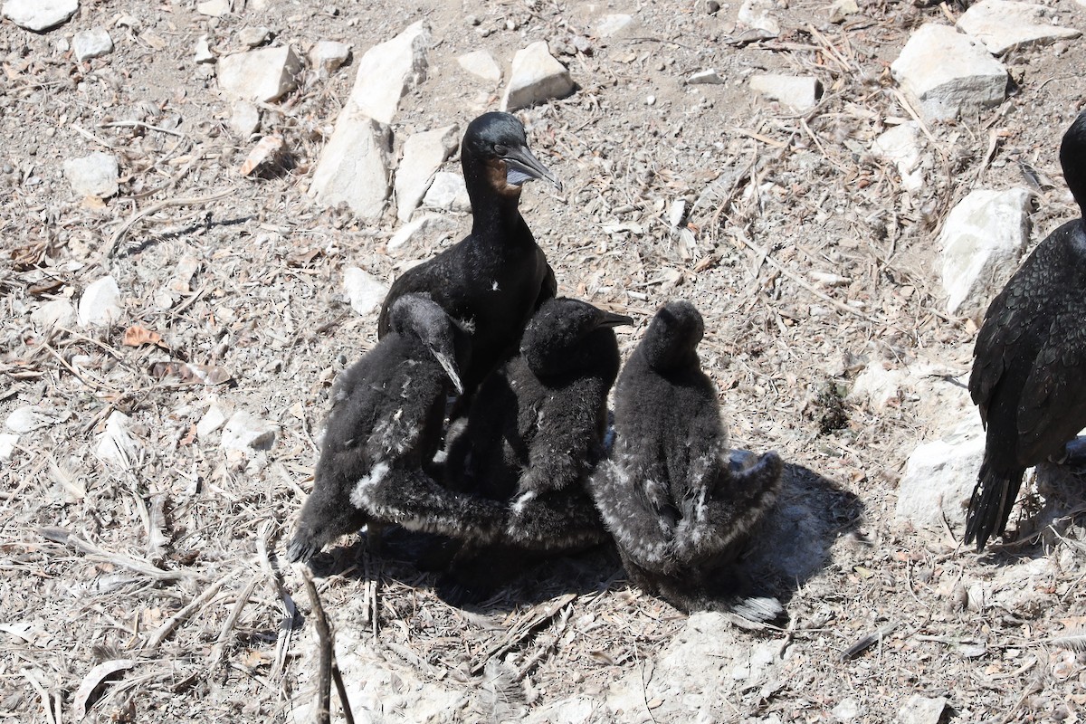 Brandt's Cormorant - ML641150407