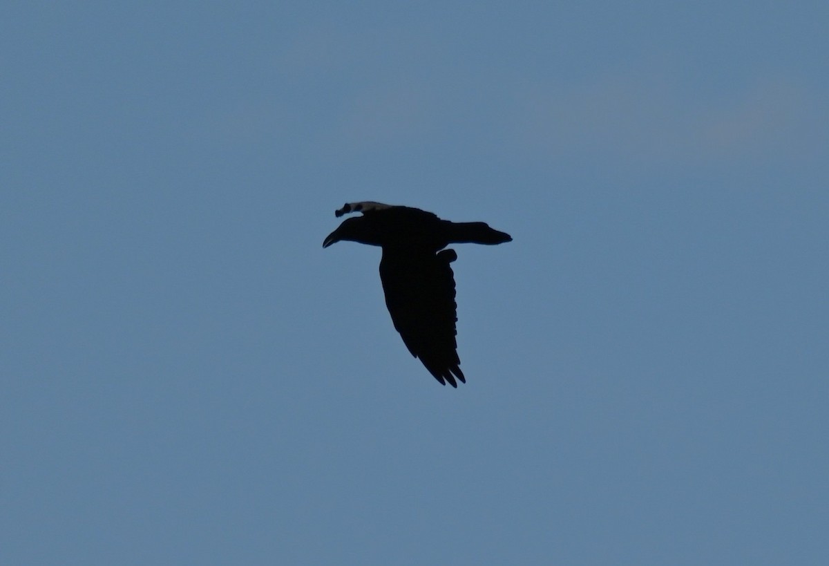 Common Raven - ML641150409