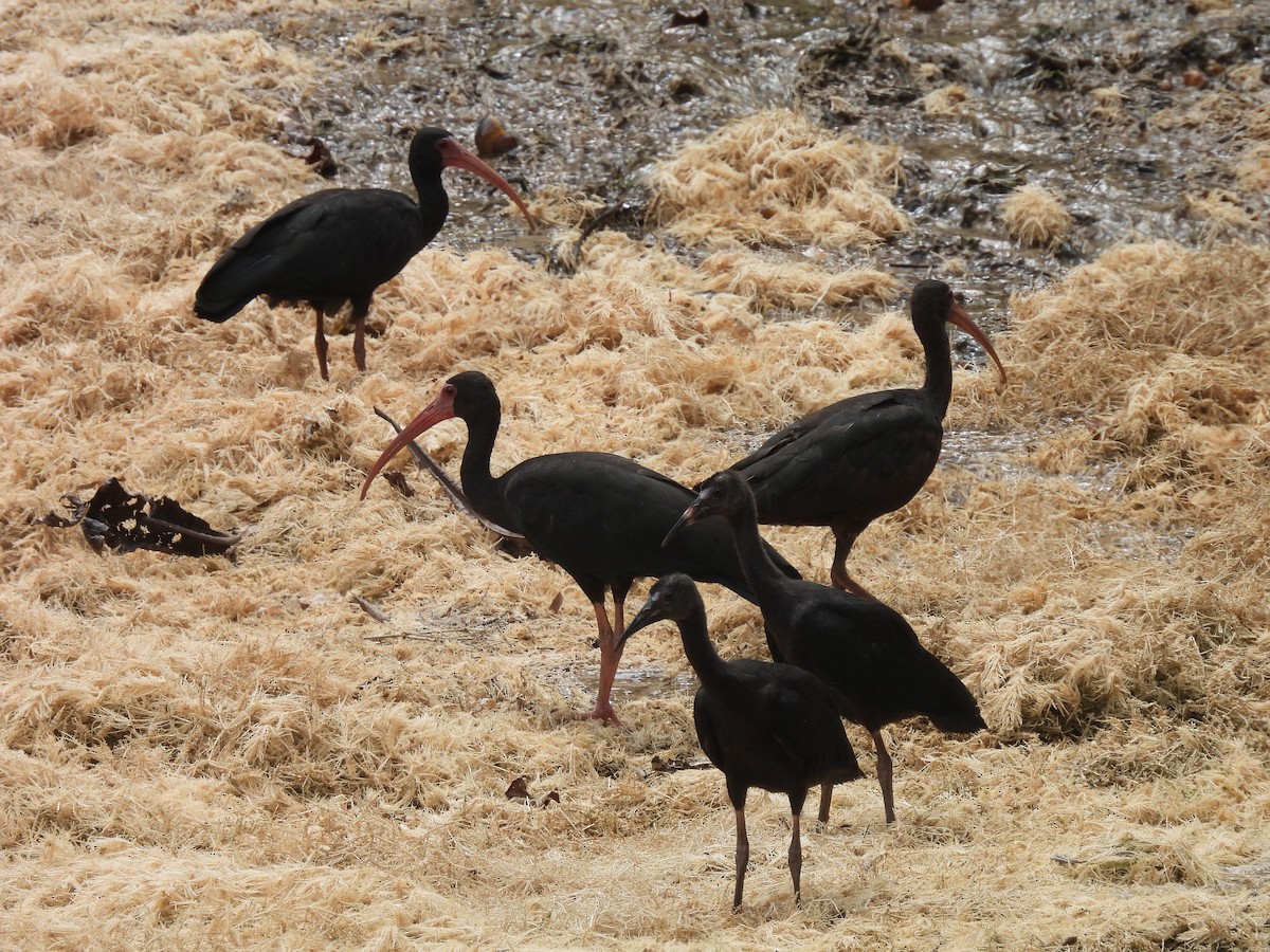 Bare-faced Ibis - ML641150420