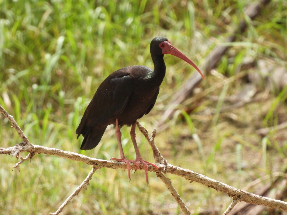 Bare-faced Ibis - ML641150428
