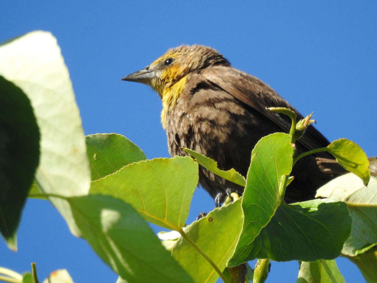 Bullock Turpiyalı - ML641150431