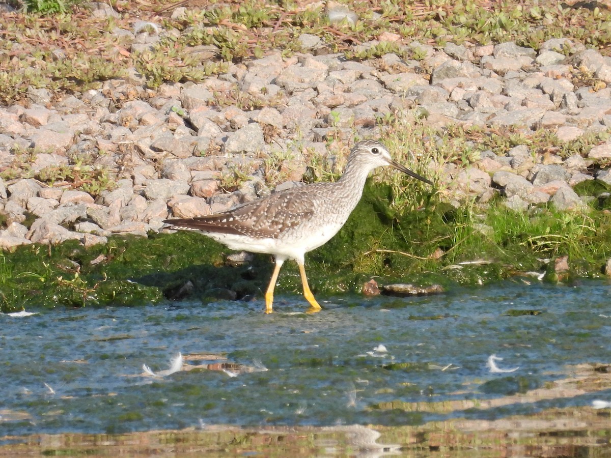 Greater Yellowlegs - ML641150449