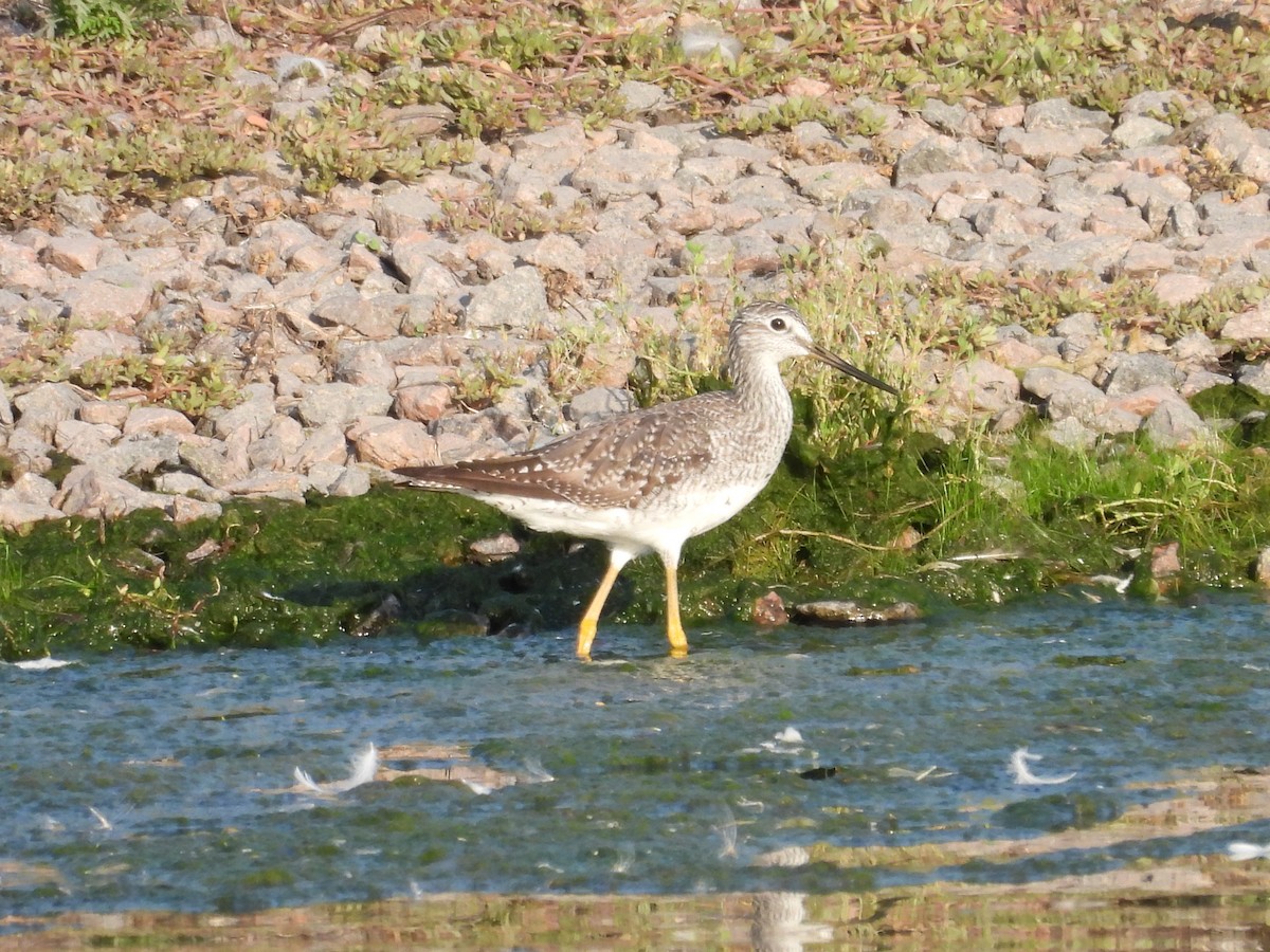 Greater Yellowlegs - ML641150450