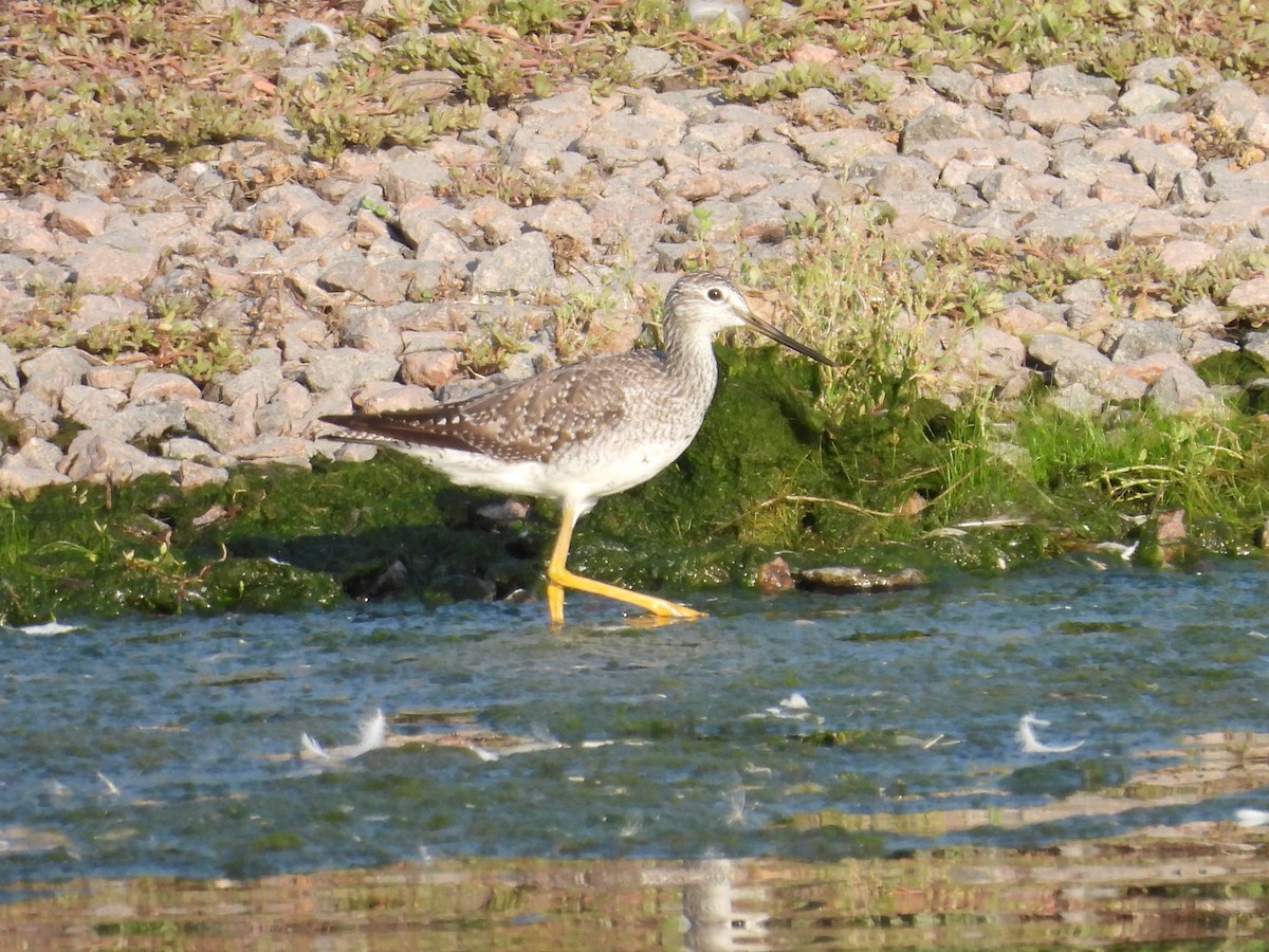 Greater Yellowlegs - ML641150451