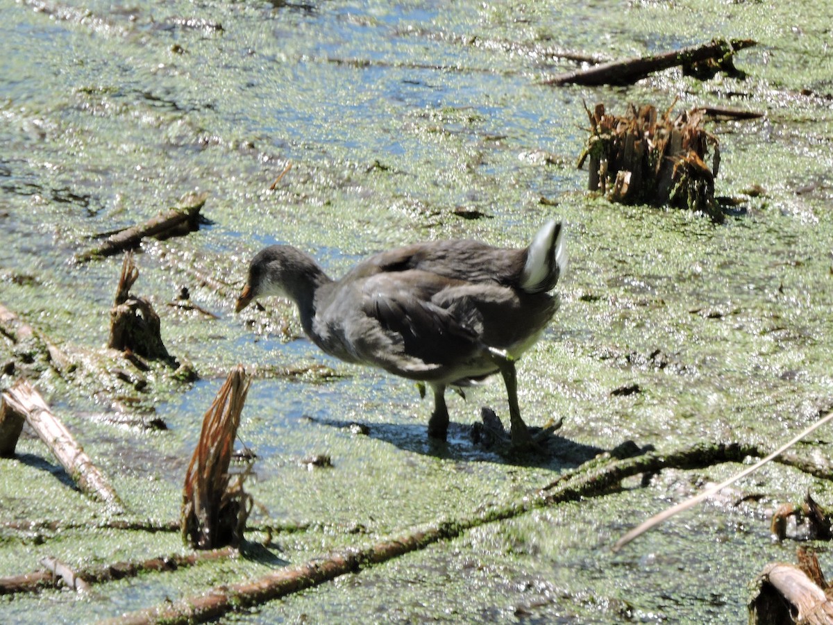 Common Gallinule - ML641150460
