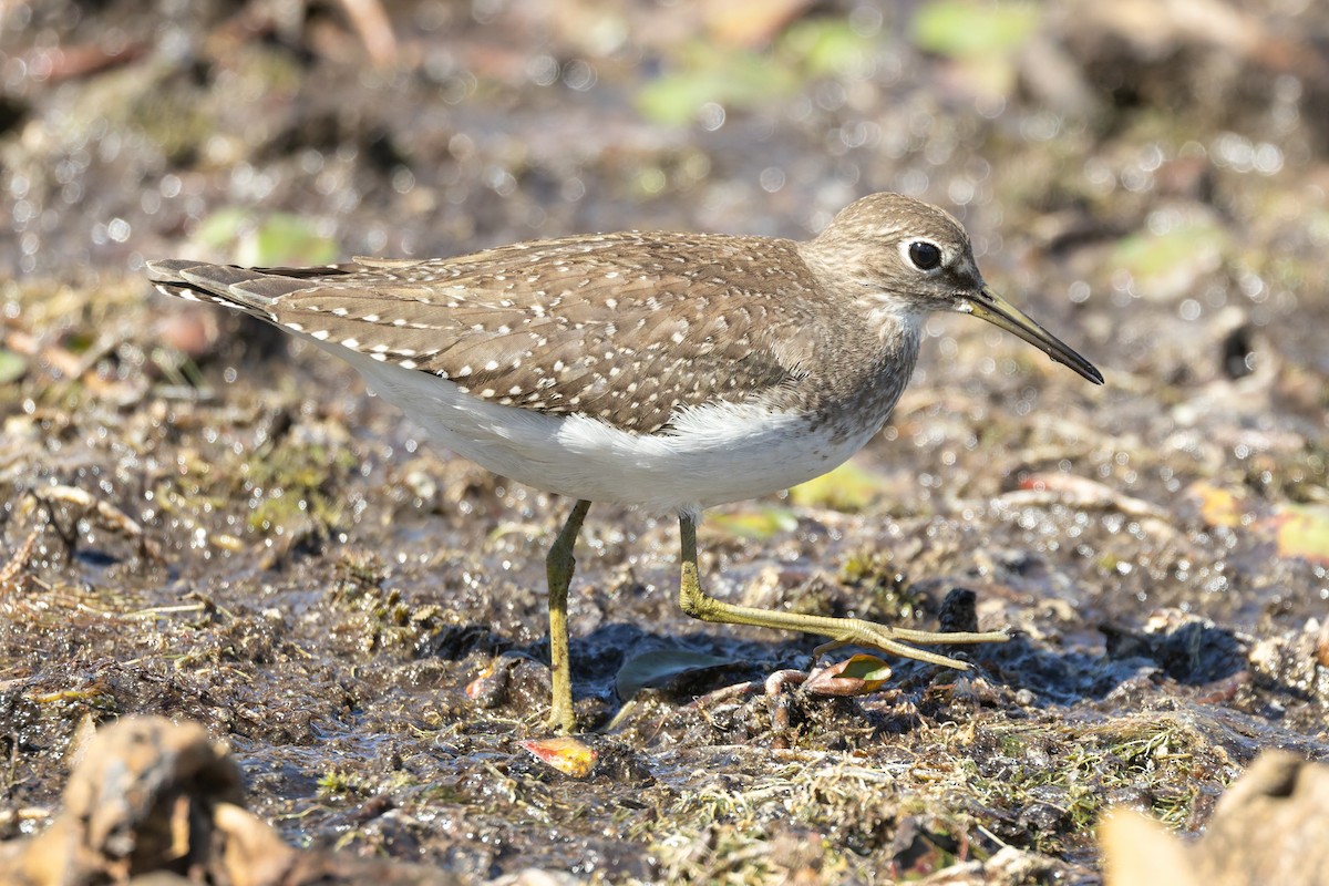 Solitary Sandpiper - ML641150461